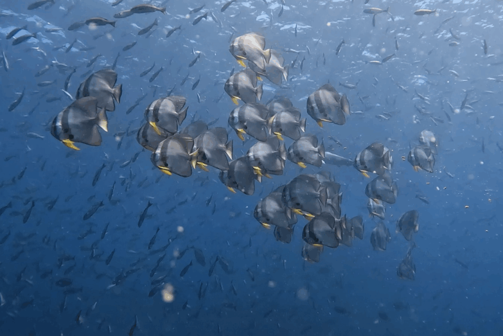 2025.8.15の神子元　冷水逆襲！ツバメウオ大集結♪