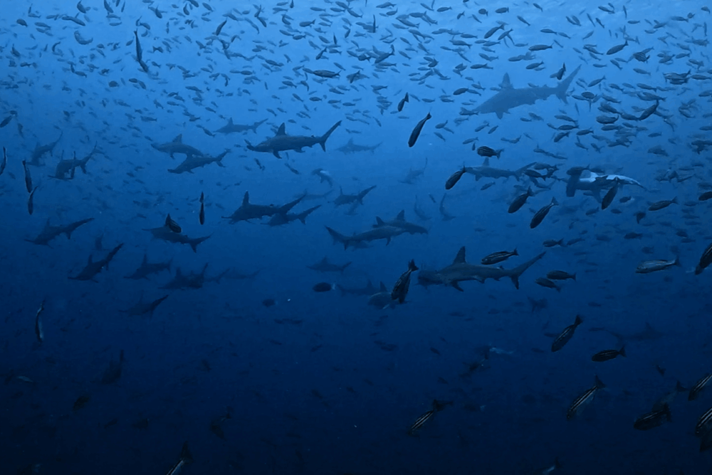 2025.8.9の神子元　冷水塊を越えて…ハンマーと魚影の楽園へ