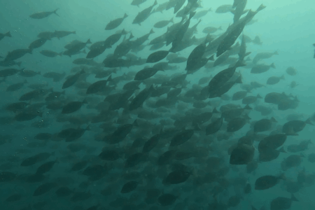 2025.8.23の神子元 処暑なのに猛暑!冷水16℃&魚群乱舞♪