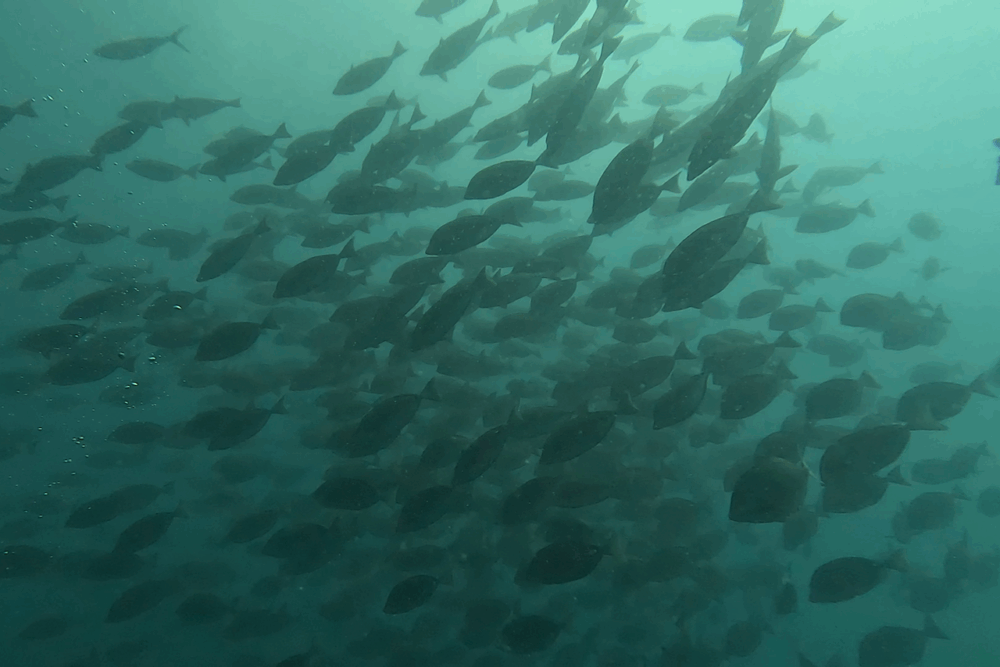 2025.8.23の神子元　処暑なのに猛暑！冷水16℃＆魚群乱舞♪