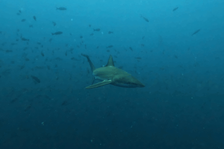 2025.8.19の神子元 白濁を突き破れ!ハンマー&魚群の共演