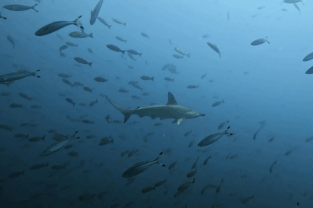 2025.8.26の神子元 今日も寒暖ジェットコースター♪