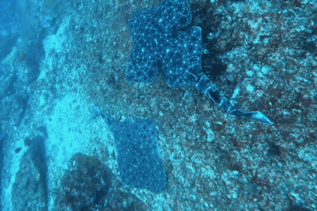 2025.8.16の神子元 今日も冷水強襲!コロザメ祭り♪