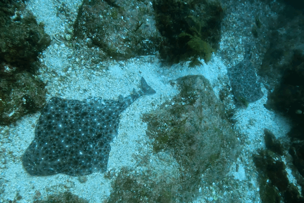 2025.8.31の神子元　魚群爆発！ハンマーは一瞬、コロザメ多数登場