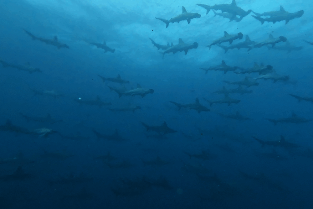 2025.8.8の神子元　ひんやり襲来！それでもハンマーは裏切らない！