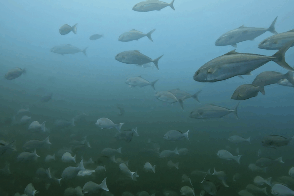 2025.8.30の神子元　白濁との攻防！ハンマー難戦も魚群大爆発♪