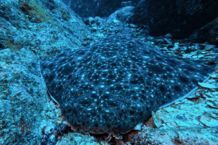 2025.8.13の神子元 冷水塊襲来!コロザメとハンマー共演♪