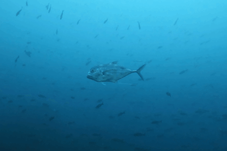 2025.8.25の神子元 寒暖ジェットコースター!同一ダイブで水温差12℃!