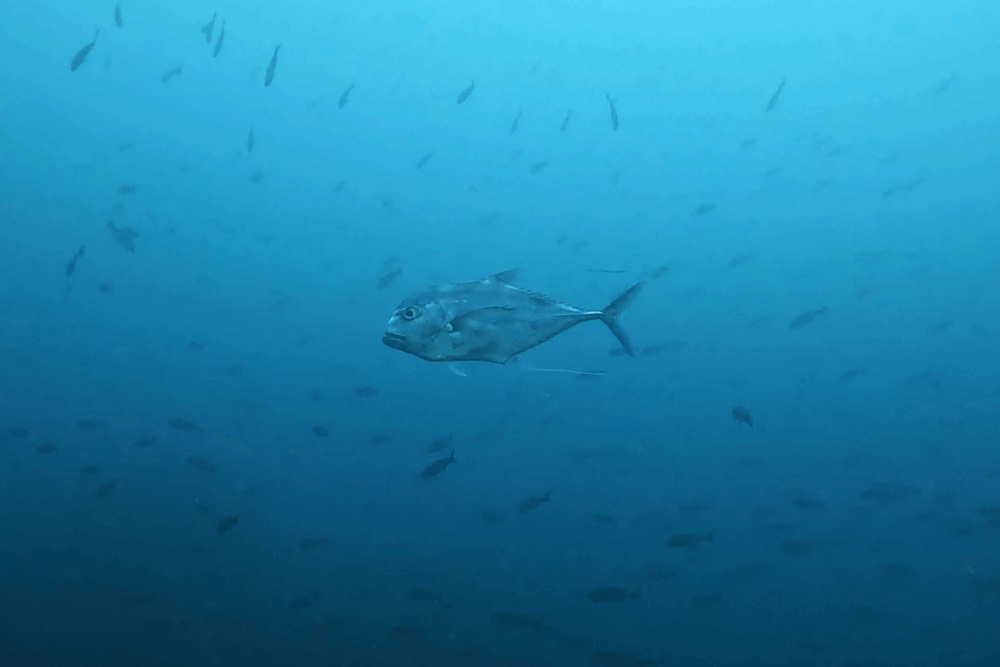 2025.8.25の神子元 寒暖ジェットコースター!同一ダイブで水温差12℃!