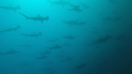 2025.09.30の神子元島　9月ラストもハンマーの群れ！！　