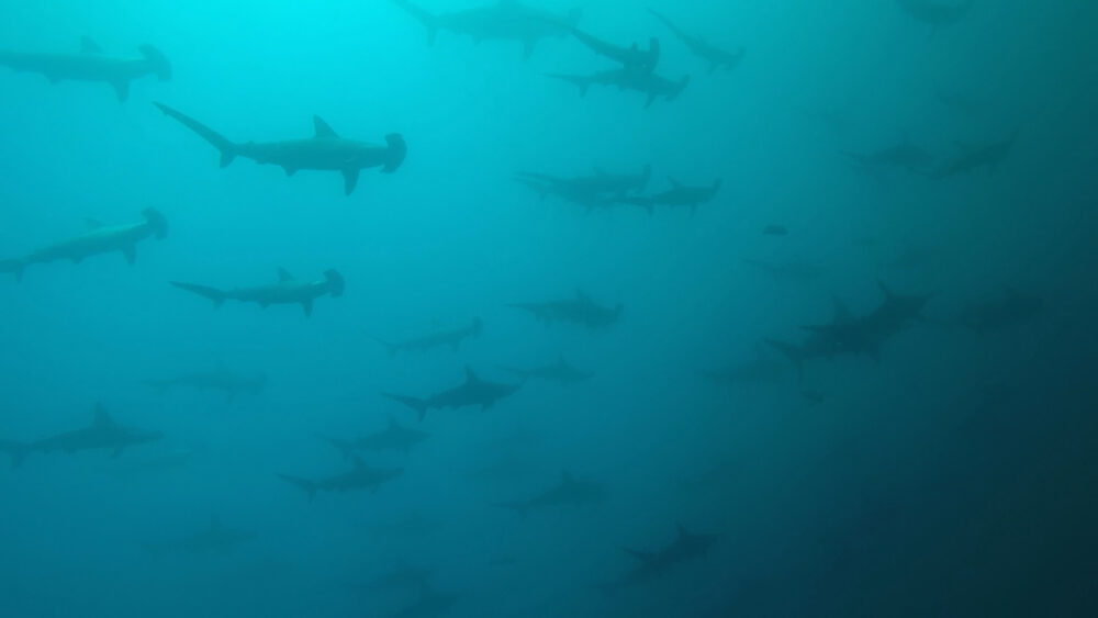 2025.09.30の神子元島 9月ラストもハンマーの群れ!!