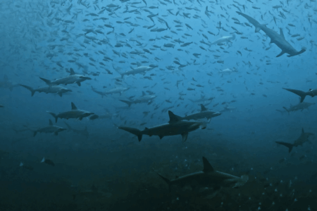 2025.9.6の神子元　台風明け！ハンマー群れで復活の予感？