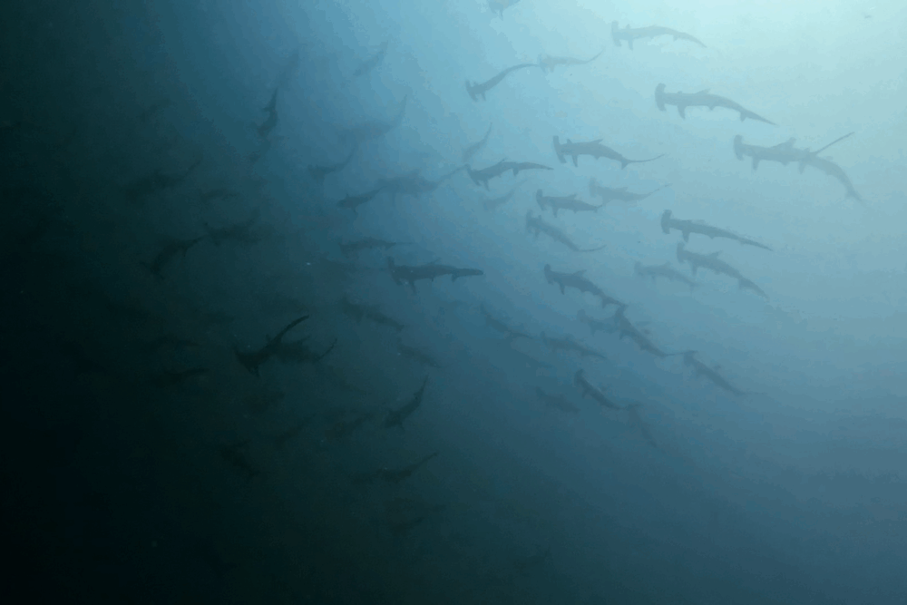 2025.9.15の神子元 3連休フィナーレ!ハンマー&カンパチ大行進♪