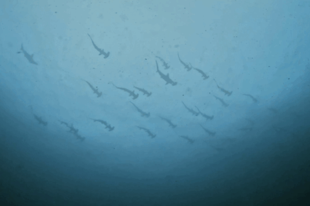 2025.9.20の神子元　濁り＆冷水解消！がハンマー沈黙＆魚群大爆発！