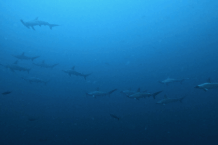 2025.9.22の神子元　時化だが青潮復活！魚群大爆発＆ハンマー健在！