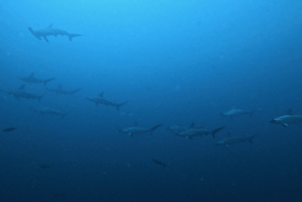 2025.9.22の神子元 時化だが青潮復活!魚群大爆発&ハンマー健在!