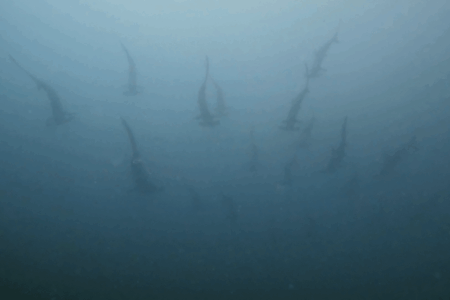 2025.9.17の神子元　冷水＆濁りに苦戦！でも浅場ハンマー健在♪