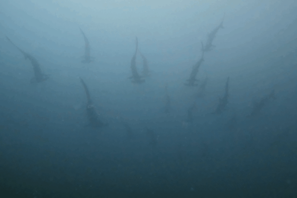 2025.9.17の神子元 冷水&濁りに苦戦!でも浅場ハンマー健在♪