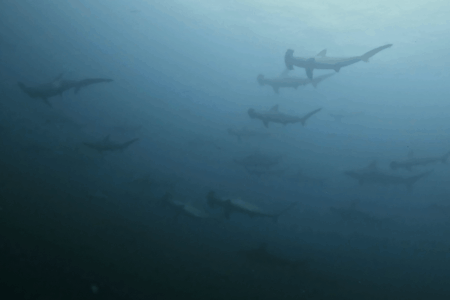 2025.9.4の神子元　台風前！ハンマー群れ＆魚群爆発＋コロザメ！