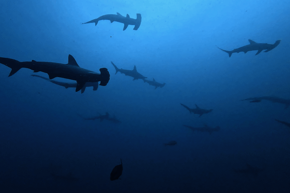 2025.9.12の神子元　青潮復活！ハンマー群れ＋ニタリ再臨！