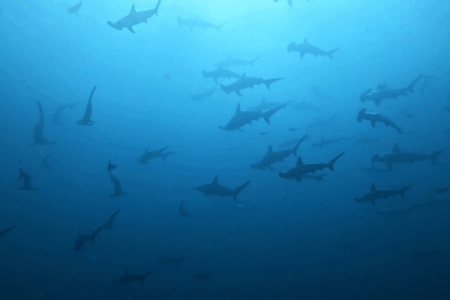 2025.9.8の神子元　午後から青潮到来！ハンマー群れ増加中！