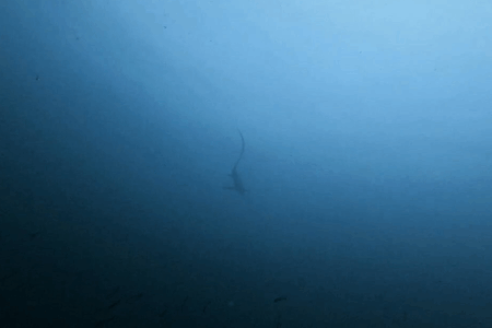 2025.9.23の神子元　時化もなんの！ハンマー＆ニタリ登場！