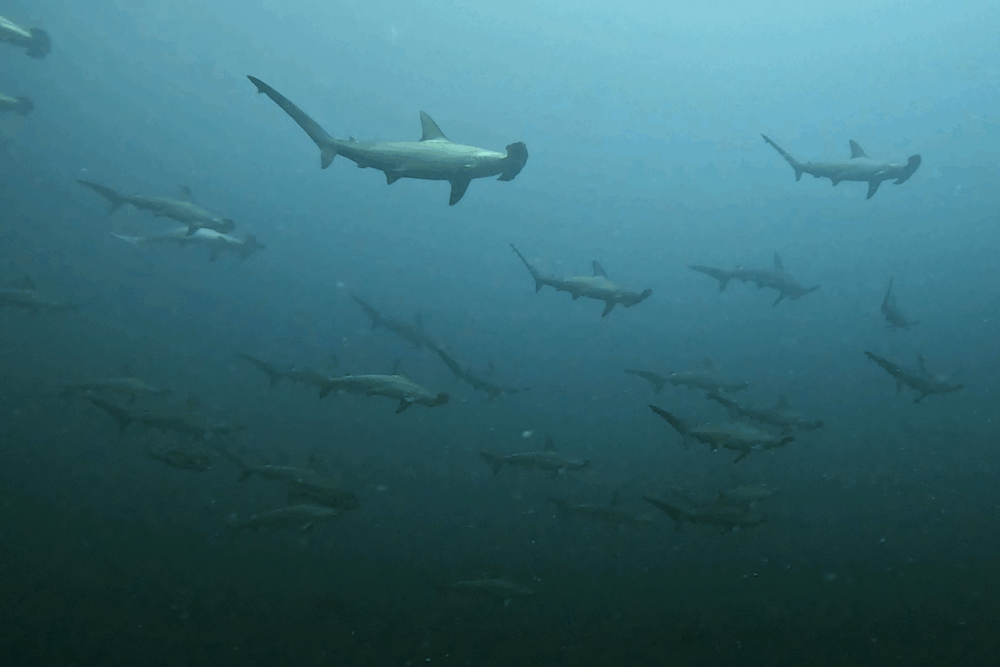 2025.9.28の神子元 魚群爆発!ハンマー健在×ニタリ登場