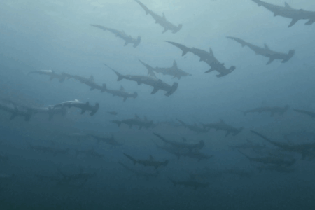 2025.9.3の神子元　ハンマーも透視度も回復傾向♪