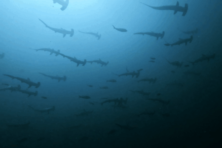 2025.9.26の神子元　秋晴れベタ凪！魚群爆発×ハンマー登場♪