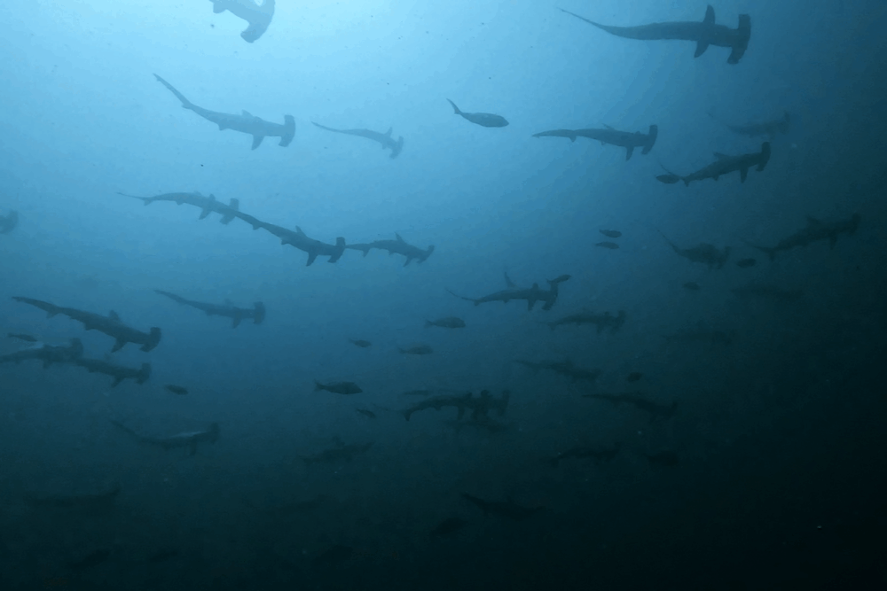 2025.9.26の神子元 秋晴れベタ凪!魚群爆発×ハンマー登場♪