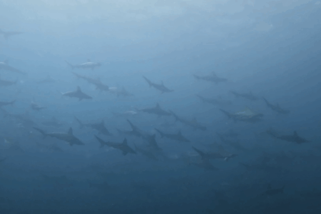 2025.9.1の神子元　9月開幕！魚群爆発＆ハンマー群れ登場！