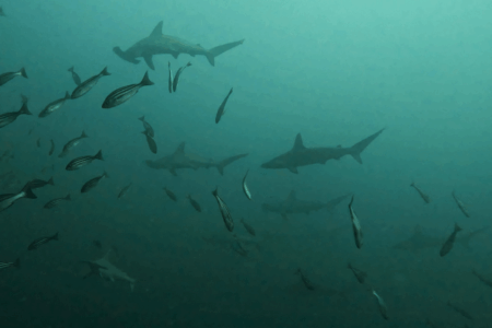 2025.9.27の神子元　ツンデレ潮流と透視度…ハンマーとの刹那の出会い