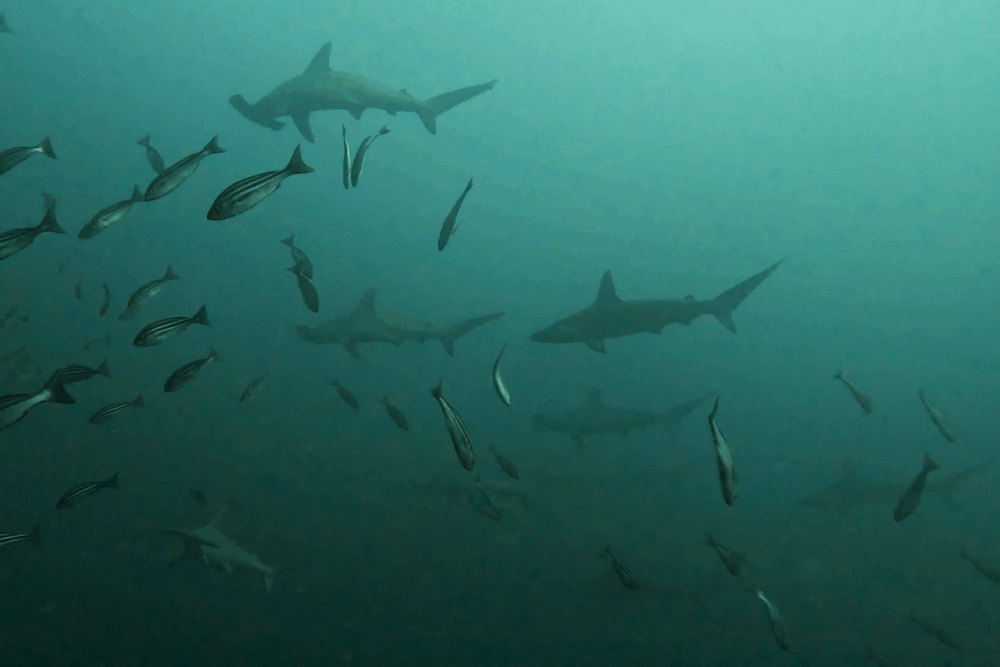 2025.9.27の神子元　ツンデレ潮流と透視度…ハンマーとの刹那の出会い