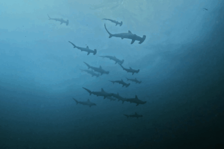 2025.9.11の神子元　冷水再来もハンマー健在！群れ好調キープ♪