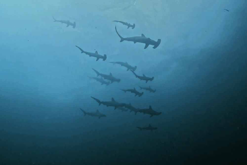 2025.9.11の神子元　冷水再来もハンマー健在！群れ好調キープ♪