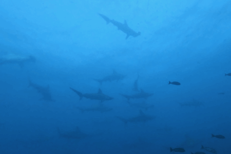 2025.9.14の神子元　3連休中日！限定エリアでもハンマー＆神子元ブルー健在！