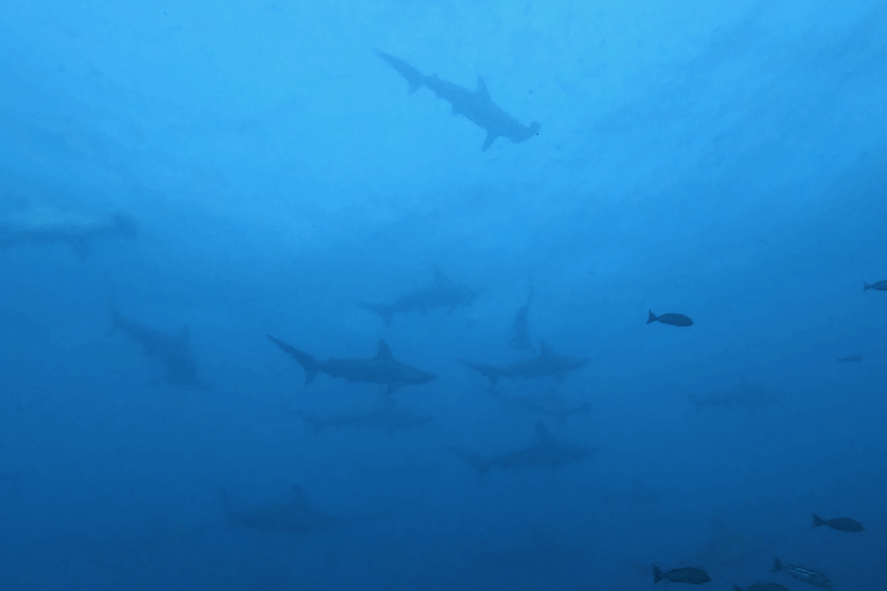 2025.9.14の神子元 3連休中日!限定エリアでもハンマー&神子元ブルー健在!