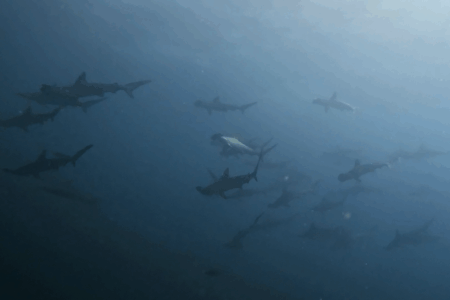 2025.9.2の神子元　猛残暑の南伊豆！ハンマー群れ＆魚群大爆発♪