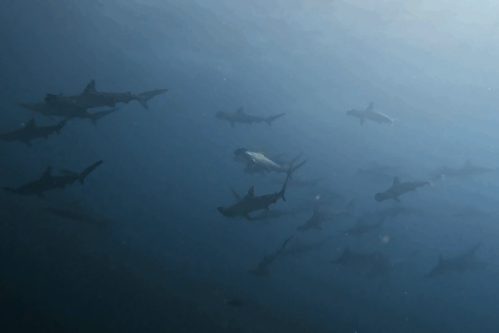 2025.9.2の神子元　猛残暑の南伊豆！ハンマー群れ＆魚群大爆発♪