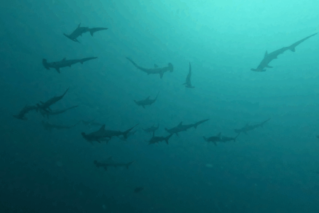 2025.9.24の神子元　時化にも負けず！青潮復活＆ハンマー登場！