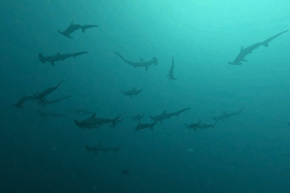 2025.9.24の神子元 時化にも負けず!青潮復活&ハンマー登場!