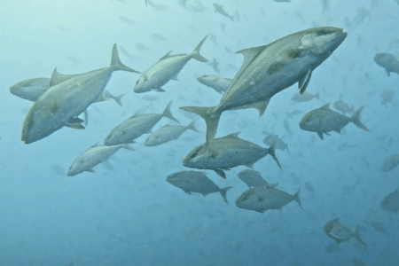 2025.9.16の神子元　濁り＆冷水再来！でも大物ラッシュ！