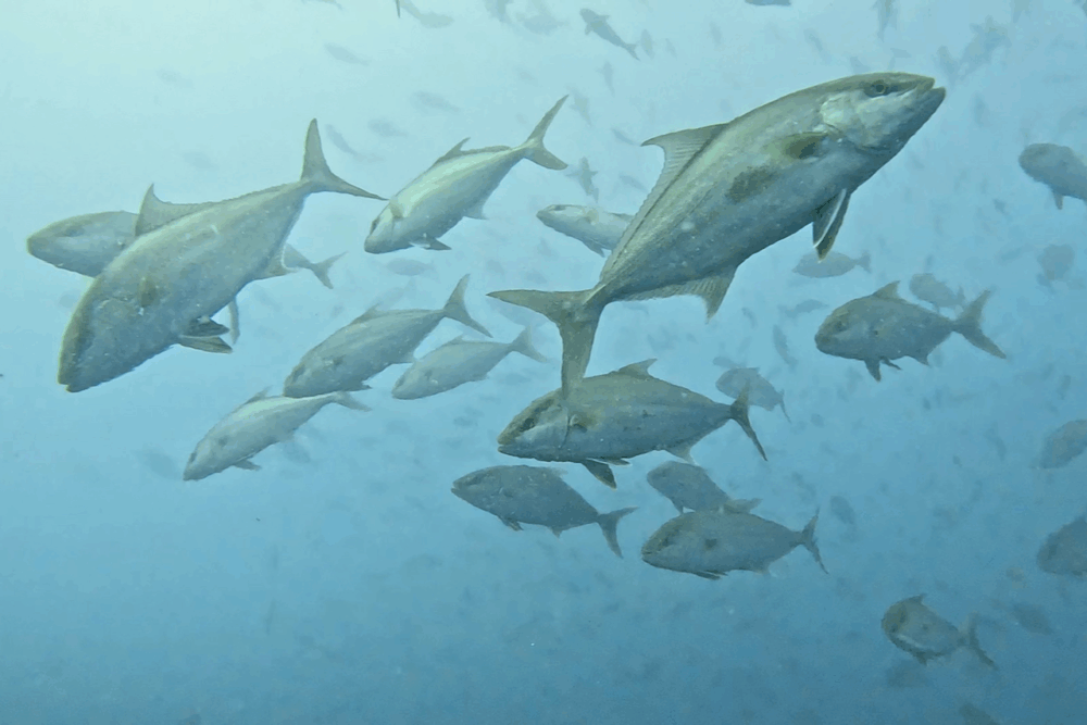 2025.9.16の神子元　濁り＆冷水再来！でも大物ラッシュ！