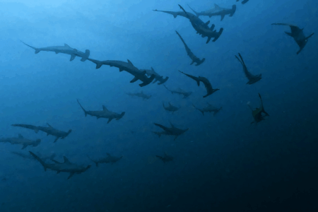 2025.9.21の神子元　時化のサプライズ！ハンマー群れ＆ニタリ降臨！