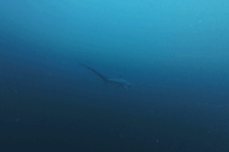 2025.9.9の神子元　今日も午後から青潮！ハンマー＆ニタリ♪