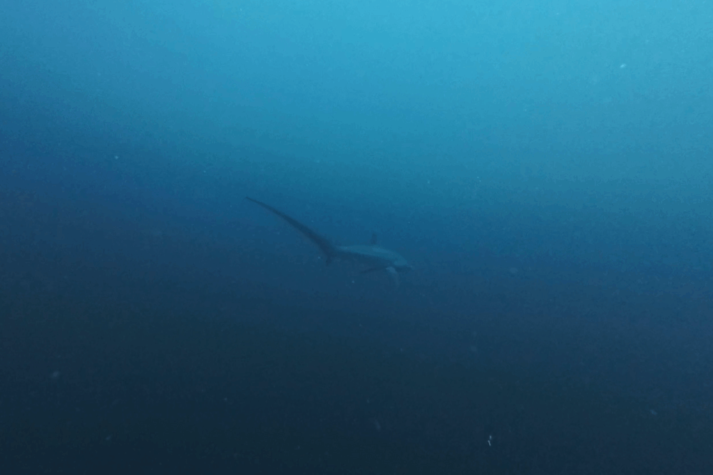 2025.9.9の神子元 今日も午後から青潮!ハンマー&ニタリ♪