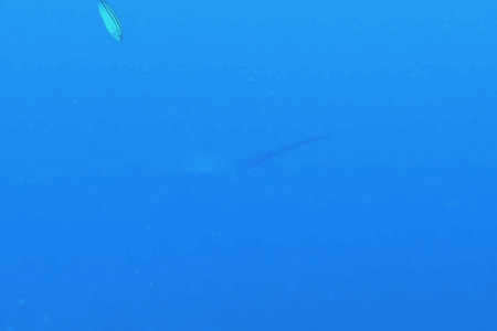 2025.9.10の神子元　ニタリ様再降臨！ハンマー群れも♪