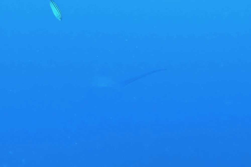 2025.9.10の神子元 ニタリ様再降臨!ハンマー群れも♪