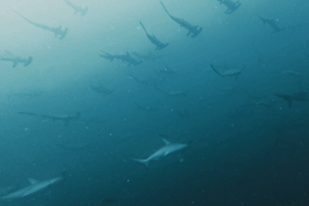 2025.9.25の神子元　ツンデレ全開？青潮もハンマーも気まぐれ神子元！