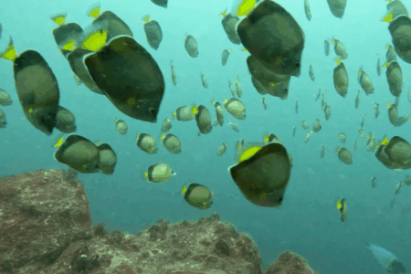 2025.10.1の神子元　10月スタート！魚群は健在！…ハンマー大苦戦！